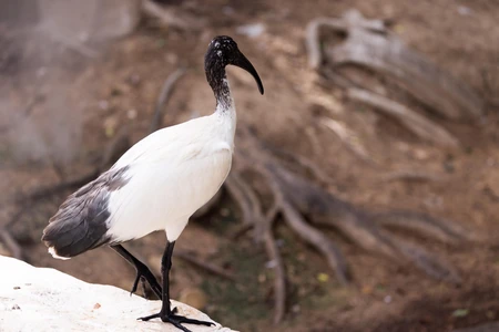White Ibis in Natural Habitat