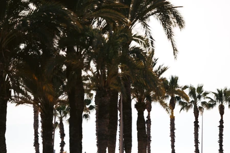 Palm Trees at Dusk
