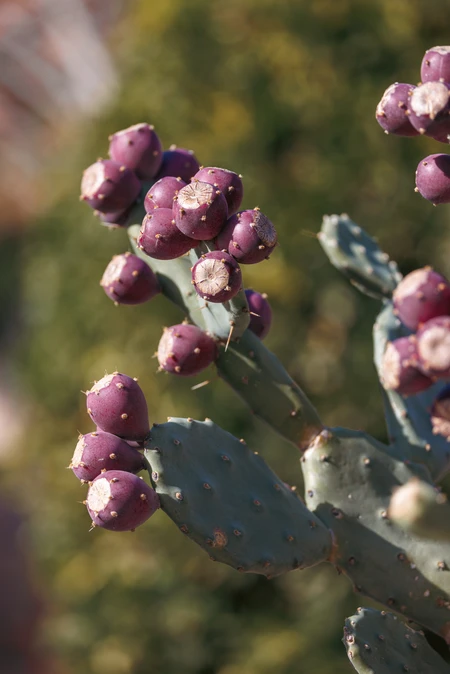 Prickly Pear Cactus in Bloom