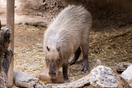 Capybara in Natural Habitat