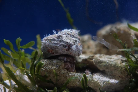 Underwater Rock and Vegetation