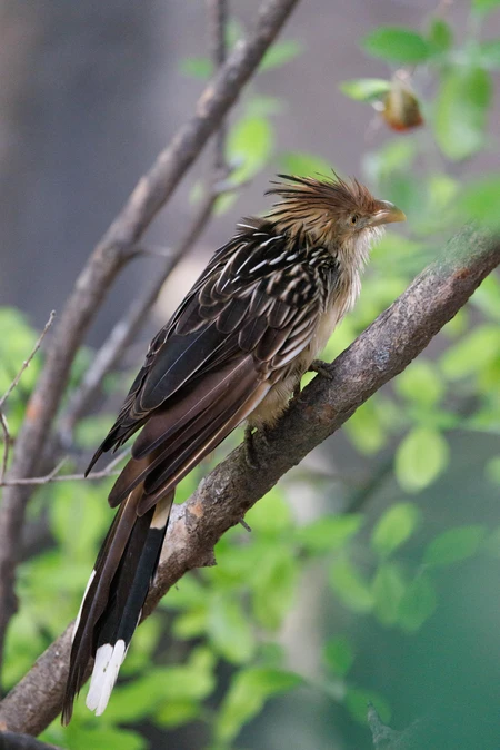 Perched Bird in Natural Habitat