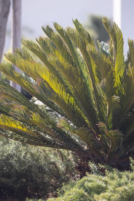 Lush Greenery in Sunlight