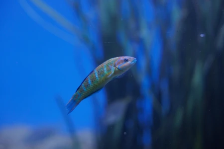Colorful Fish in Water