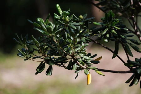 Close-up of a Branch with Leaves