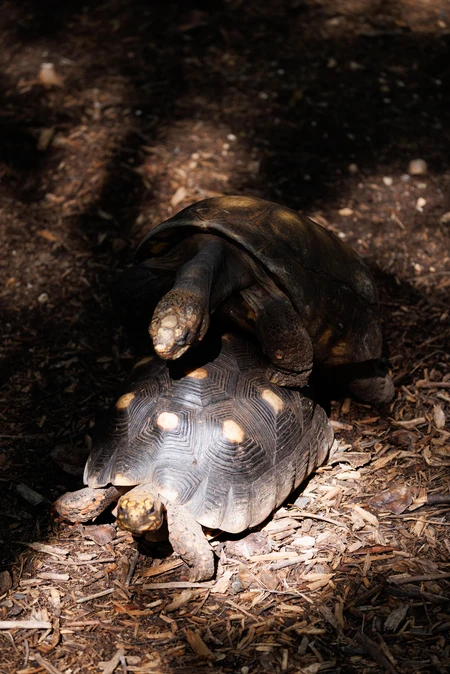 Tortoises in Natural Habitat