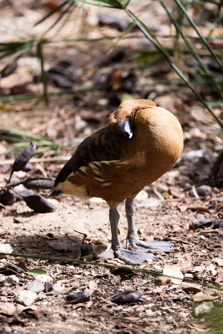 Bird in Natural Habitat