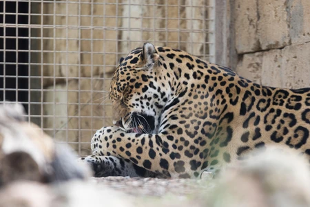 Caged Jaguar Resting