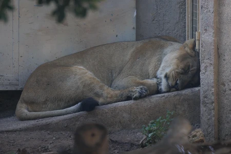Resting Lioness