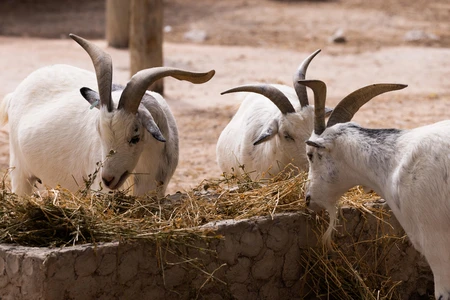 Goats Feeding