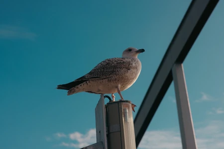 Seagull on a Lamp Post