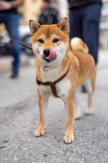 Dog on a City Street