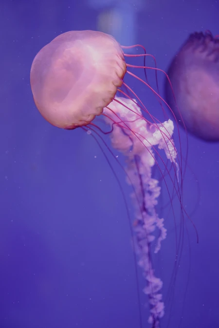 Graceful Jellyfish