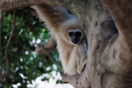 Gibbon Posing in a Tree