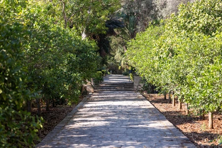 Serene Pathway Through Lush Greenery