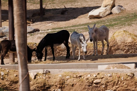 Donkeys in Natural Habitat