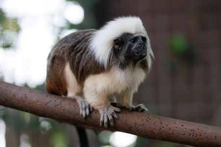 Cotton-Top Tamarin on Branch