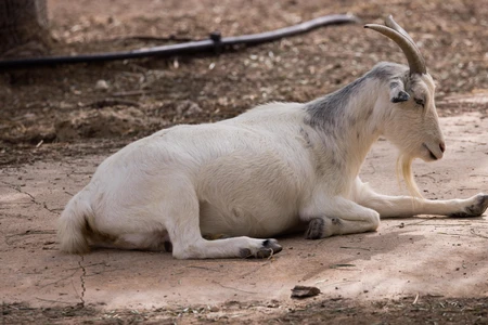 Resting Goat