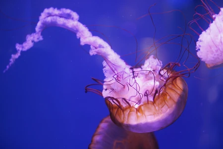 Graceful Jellyfish in Aquarium