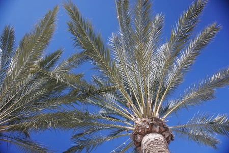Palm Trees Under Clear Sky