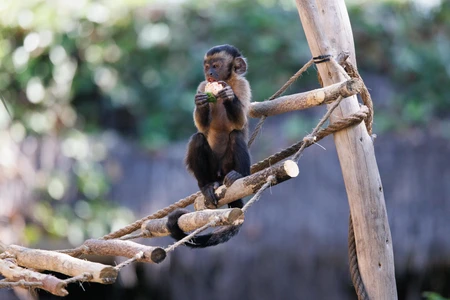Monkey Eating on Rope