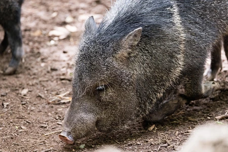 Wild Boar on Forest Floor
