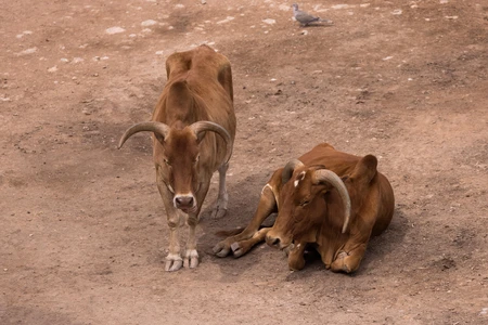 Resting Cattle in Dusty Terrain