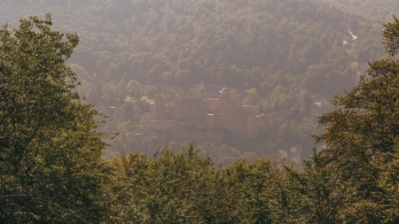 Misty Forest Overlook
