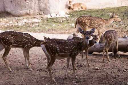 Deer in Natural Habitat