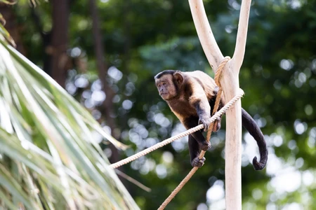 Monkey on a Rope
