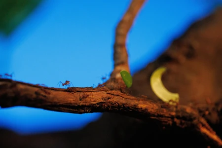 Ants on a Branch