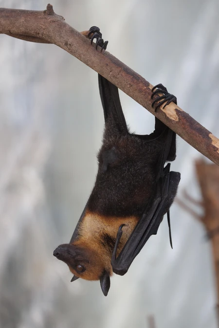 Bat Hanging from Branch
