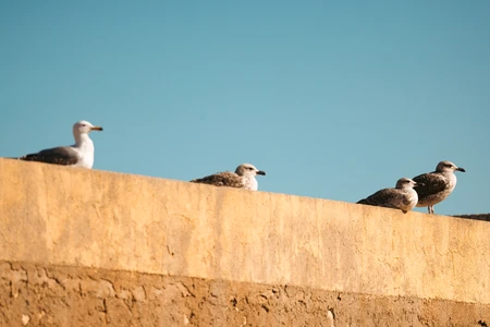 Seagulls on a Wall