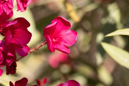 Bright Pink Flowers