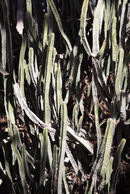 Cactus Close-Up