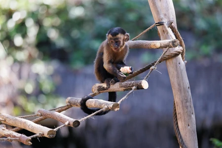 Monkey on a Rope Bridge