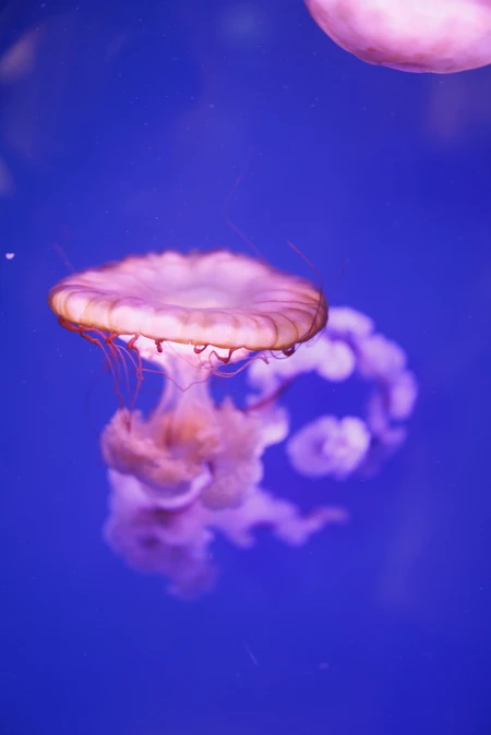 Graceful Jellyfish in Blue Waters