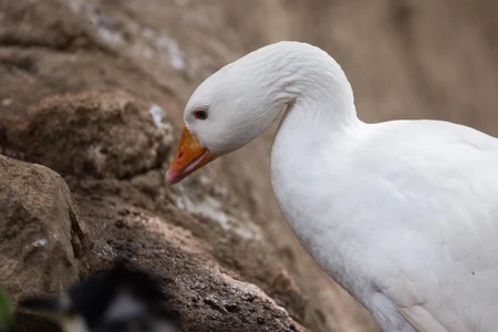 White Goose by the Rocks