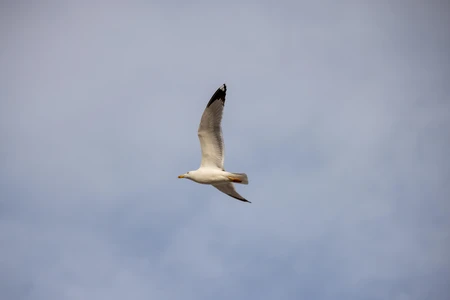 Seagull in Flight
