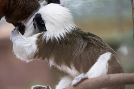 Playful Cotton-top Tamarin