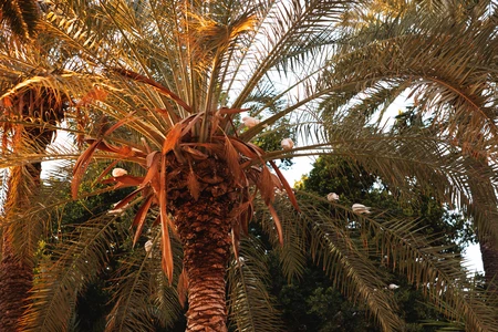Sunny Palm Tree