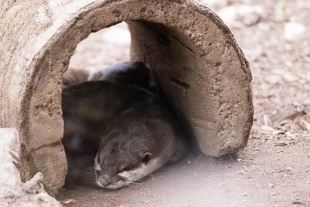 Resting Otters