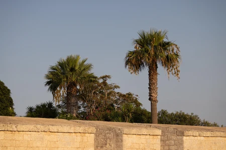 Palm Trees by Stone Wall