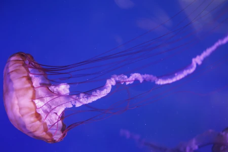 Graceful Jellyfish in Blue Waters