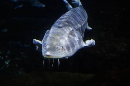 Underwater Sturgeon
