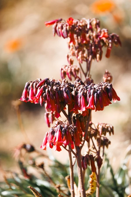 Desert Bloom