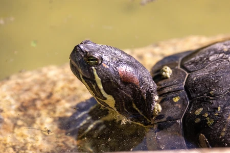 Turtle in the Sun