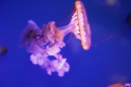 Elegant Jellyfish in Blue