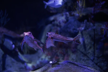 Underwater Life