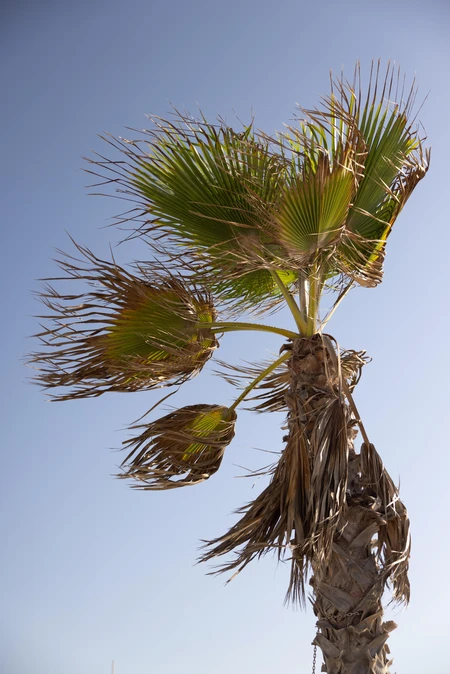 Sunny Palm